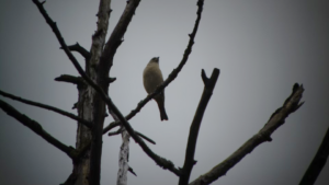Photograph of bird sitting on tree branch.